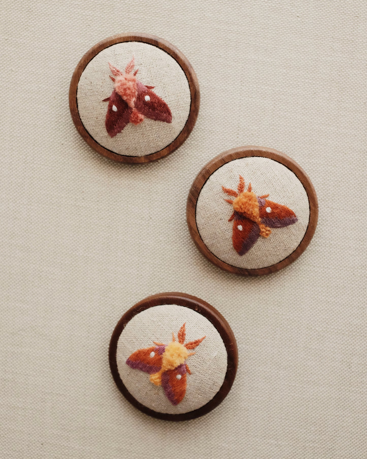 Anisote rose du chêne (version orange corps jaune)