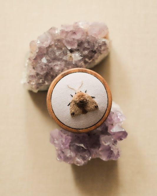 Black-dotted brown moth (fond gris-lilas)