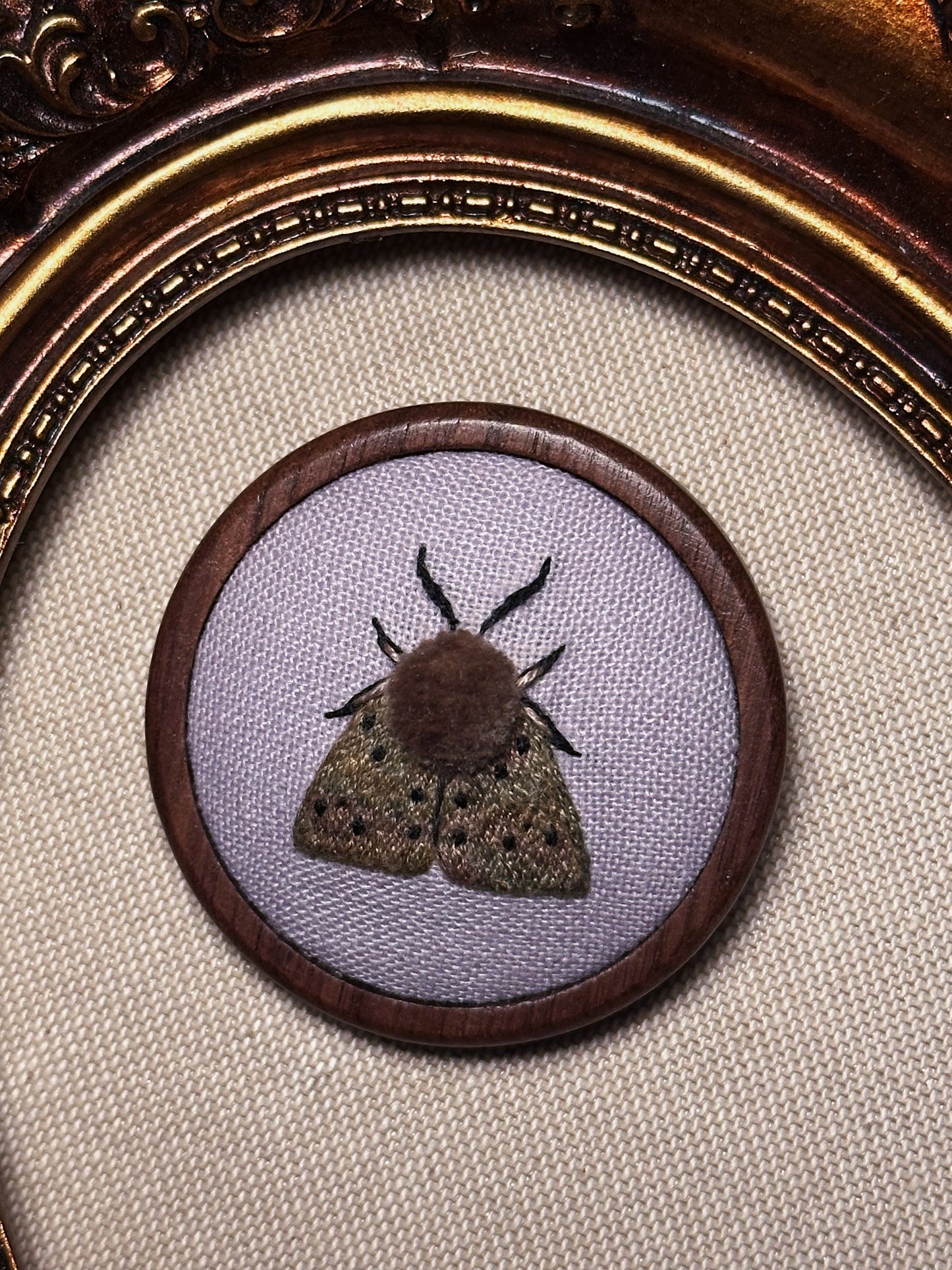Écaille mendiante - Broche ou mini cadre